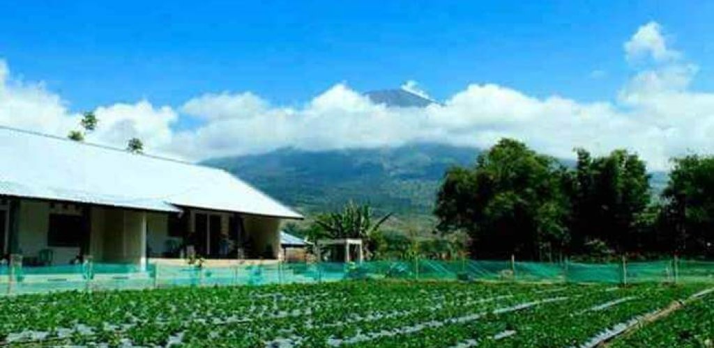 penginapan di sembalun